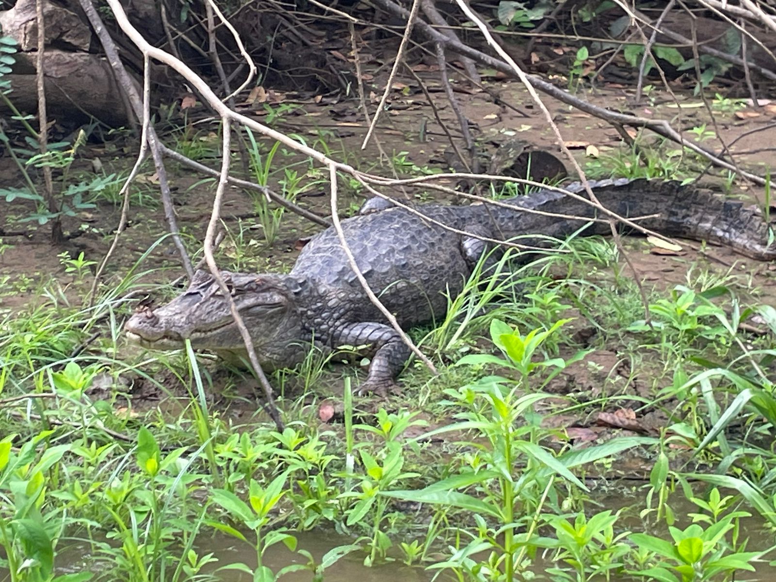 Crocodile Sighting